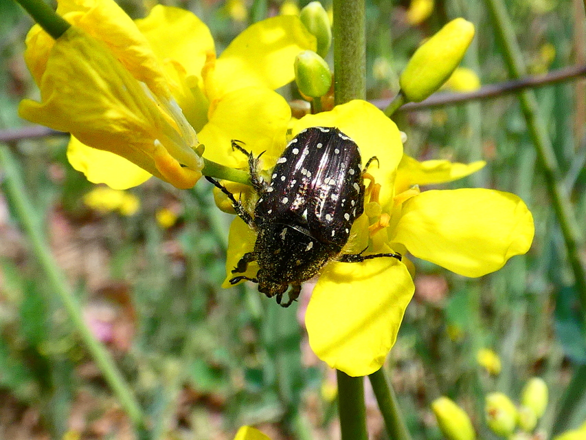 Oxythyrea funesta - sokpettyes virágbogár