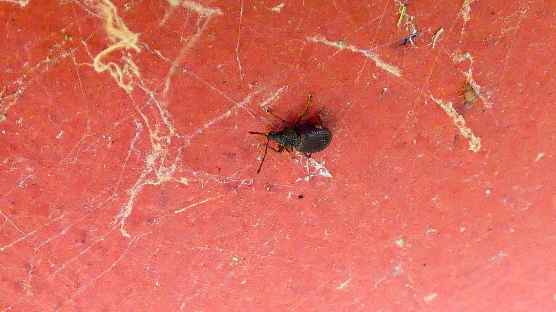 Otiorhynchus ovatus - apró gyalogormányos