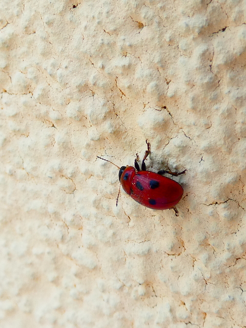 Gonioctena fornicata - közönséges lucernabogár
