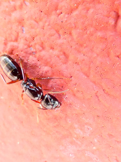 Camponotus fallax - ligeti lóhangya
