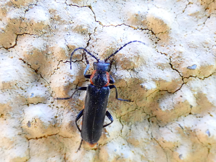 Cantharis obscura - sötét lágybogár