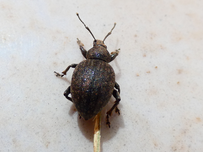 Otiorhynchus ligustici - vincellér-gyalogormányos