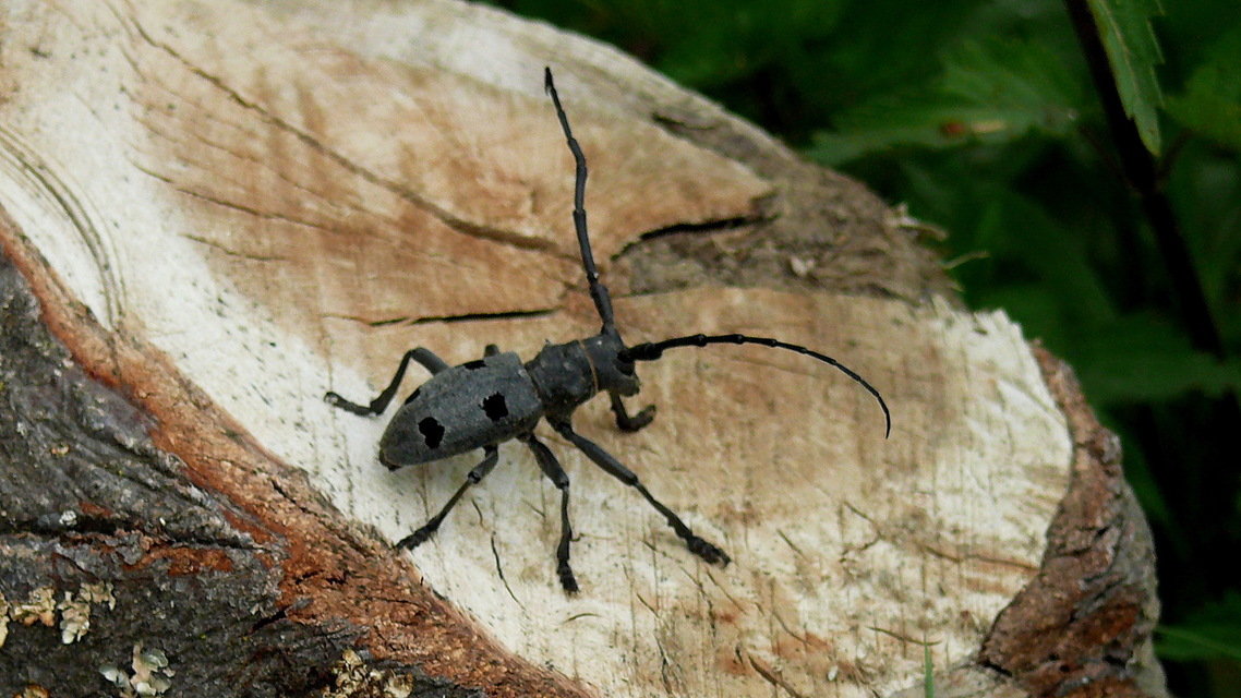 Morimus asper funereus - gyászcincér