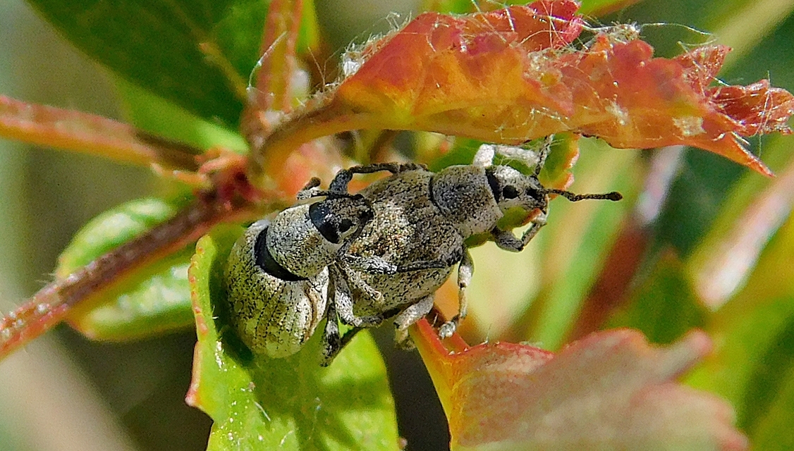 Peritelus familiaris - nagy kendermagbogár