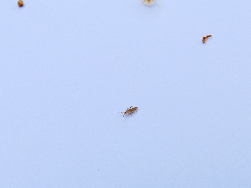 Entomobrya dorsalis