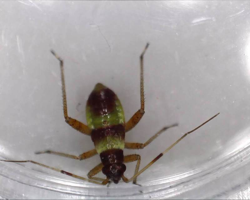 Closterotomus fulvomaculatus - komlópoloska