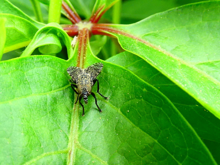 Platystoma seminationis