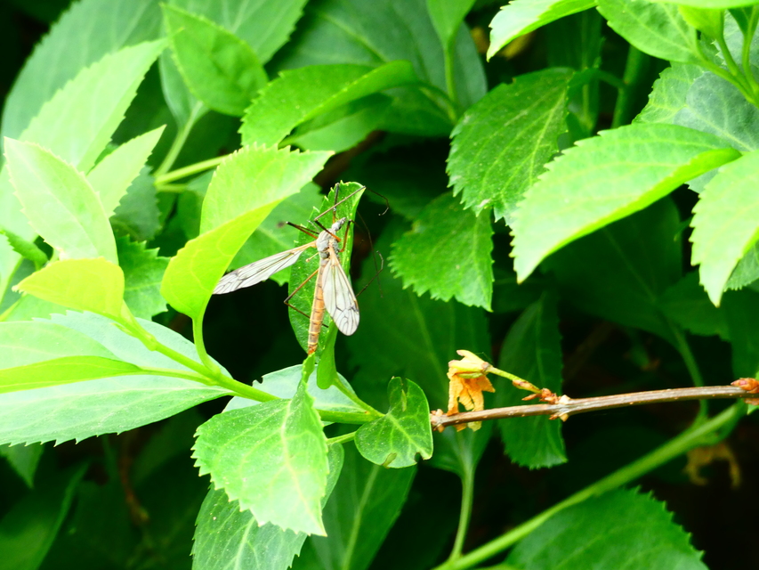 Tipula