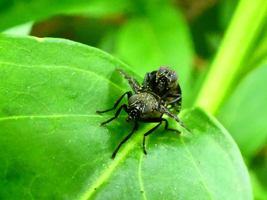 Platystoma