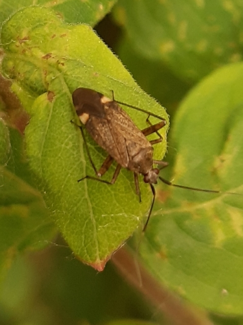 Closterotomus fulvomaculatus - komlópoloska