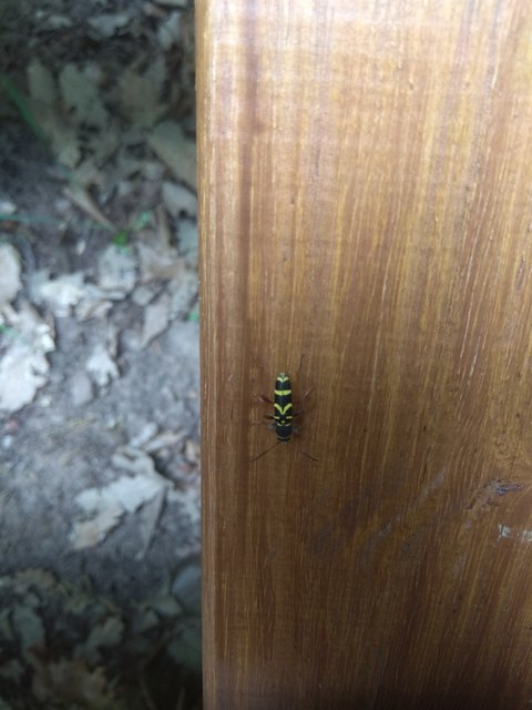 Clytus arietis - közönséges darázscincér