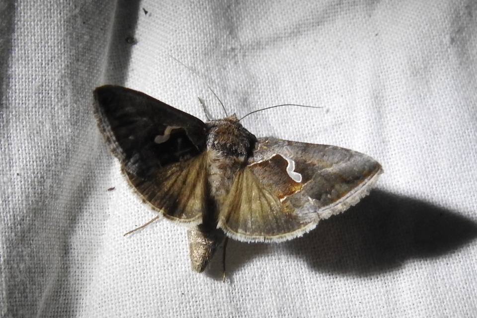 Macdunnoughia confusa - cseppfoltos ezüstbagoly