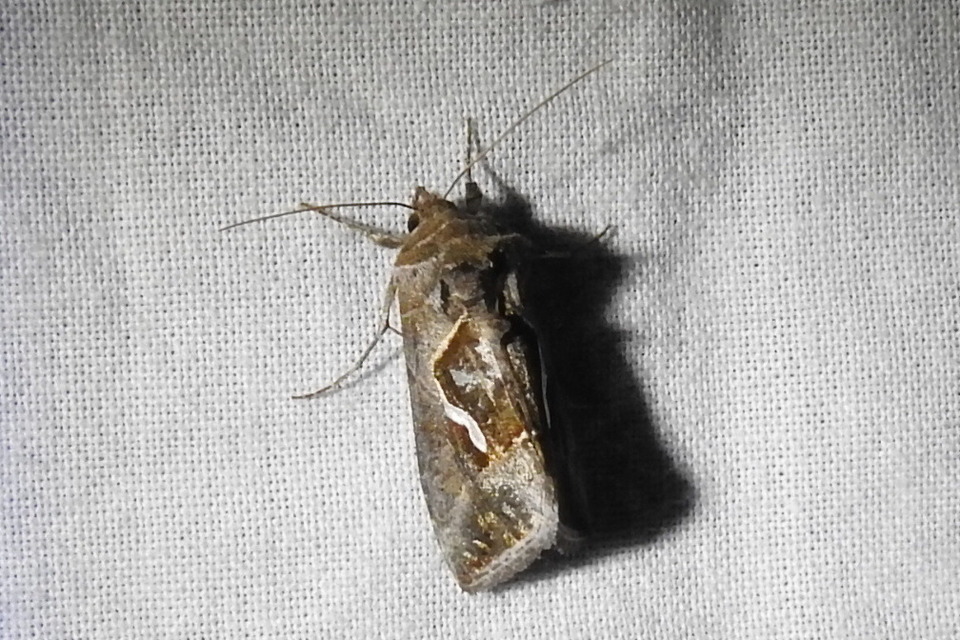 Macdunnoughia confusa - cseppfoltos ezüstbagoly