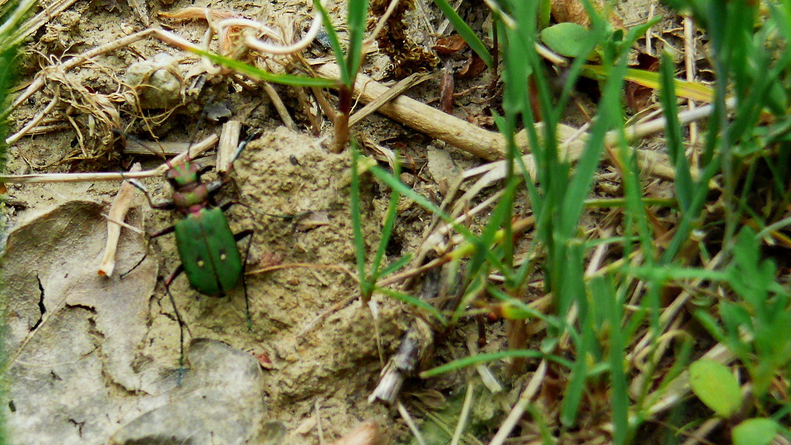 Cicindela campestris - mezei homokfutrinka