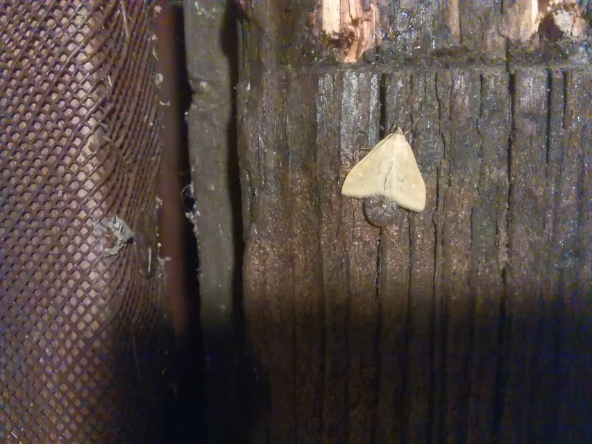 Sitochroa verticalis - világossárga dudvamoly