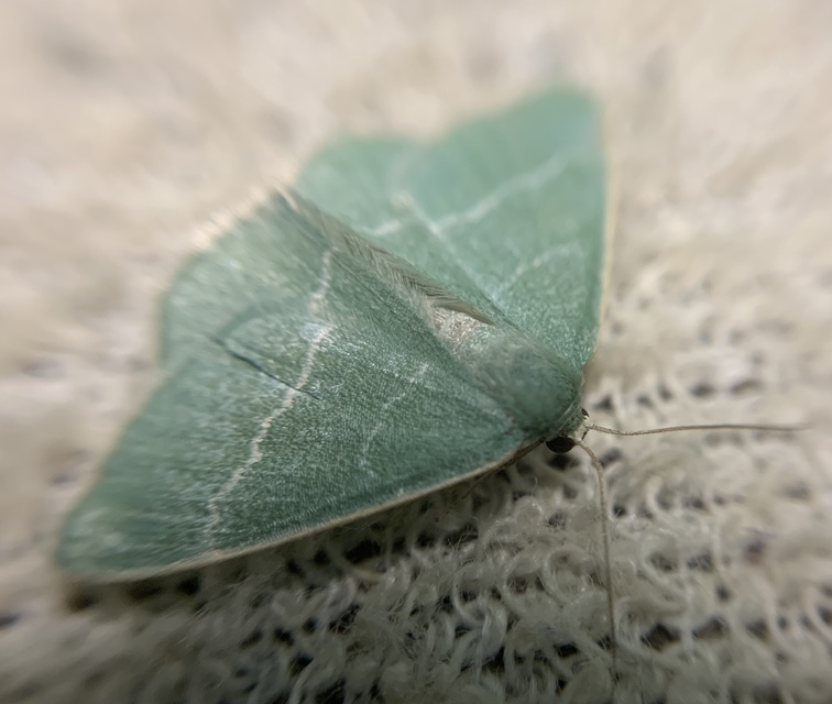Chlorissa viridata - üdezöld araszoló
