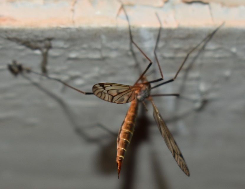 Tipula