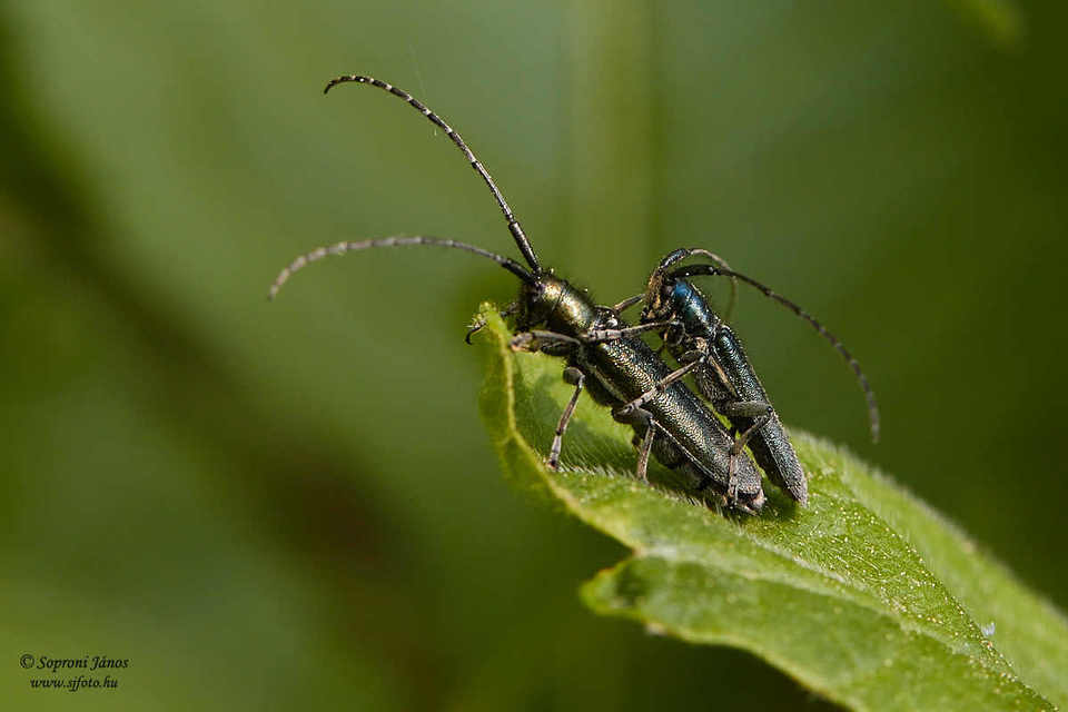 Agapanthia