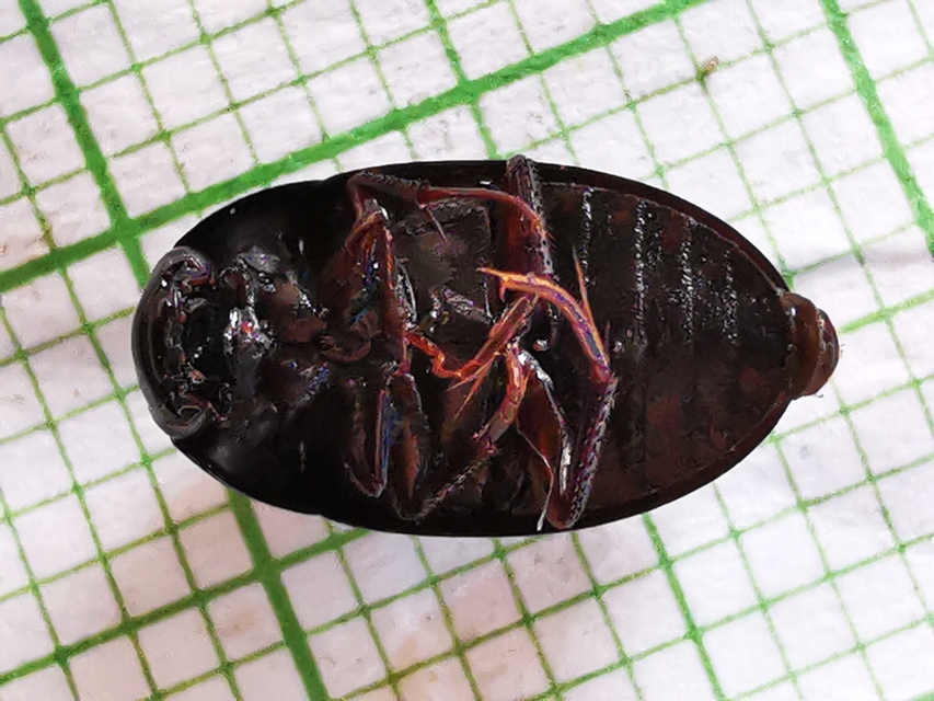 Limnoxenus niger - fekete csibor