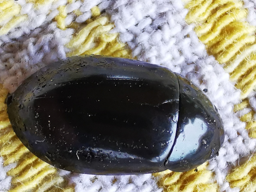 Hydrochara caraboides - kis csibor