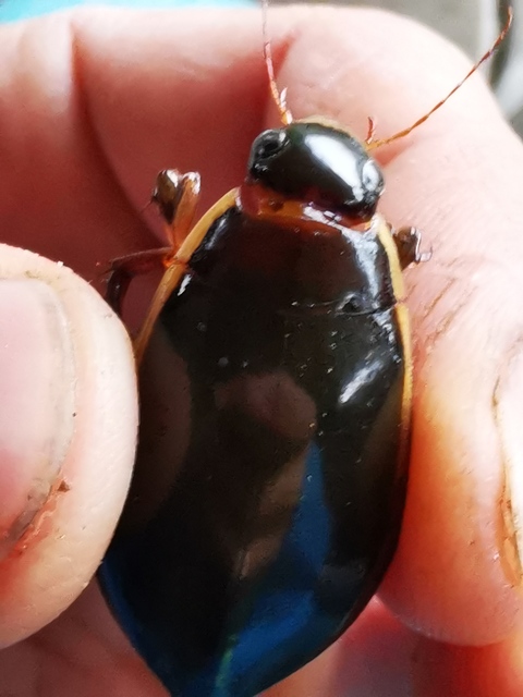 Cybister lateralimarginalis - nagy búvárbogár
