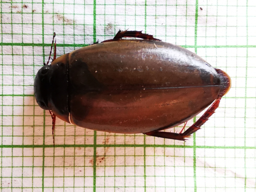 Colymbetes fuscus - gyakori recéscsíkbogár