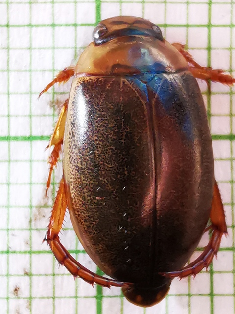 Rhantus consputus - lapos particsíkbogár