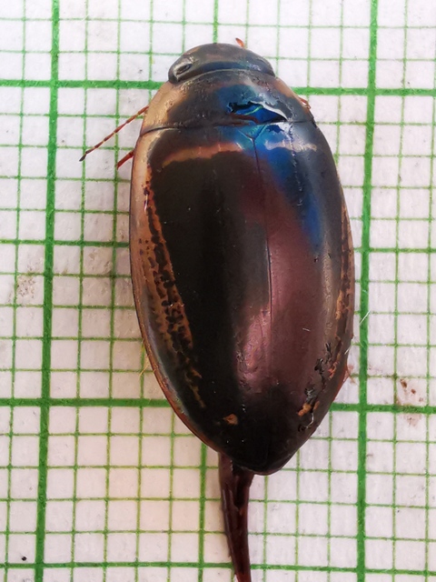 Hydaticus transversalis - harántsávos mocsáricsíkbogár
