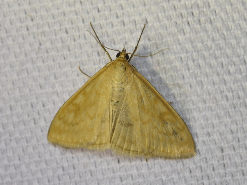 Sitochroa verticalis - világossárga dudvamoly