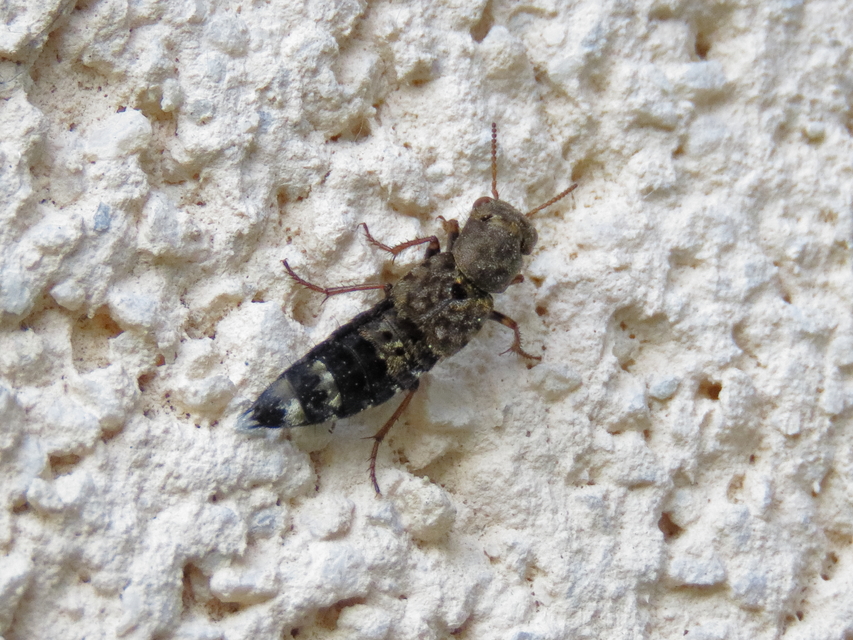 Ontholestes haroldi - sárgatérdű holyva