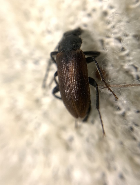 Omophlus lividipes - kis pejbogár Omophlus lividipes - kis pejbogár