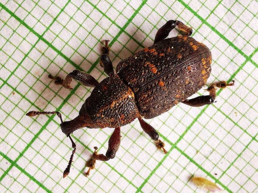 Hylobius abietis - nagy fenyvesormányos