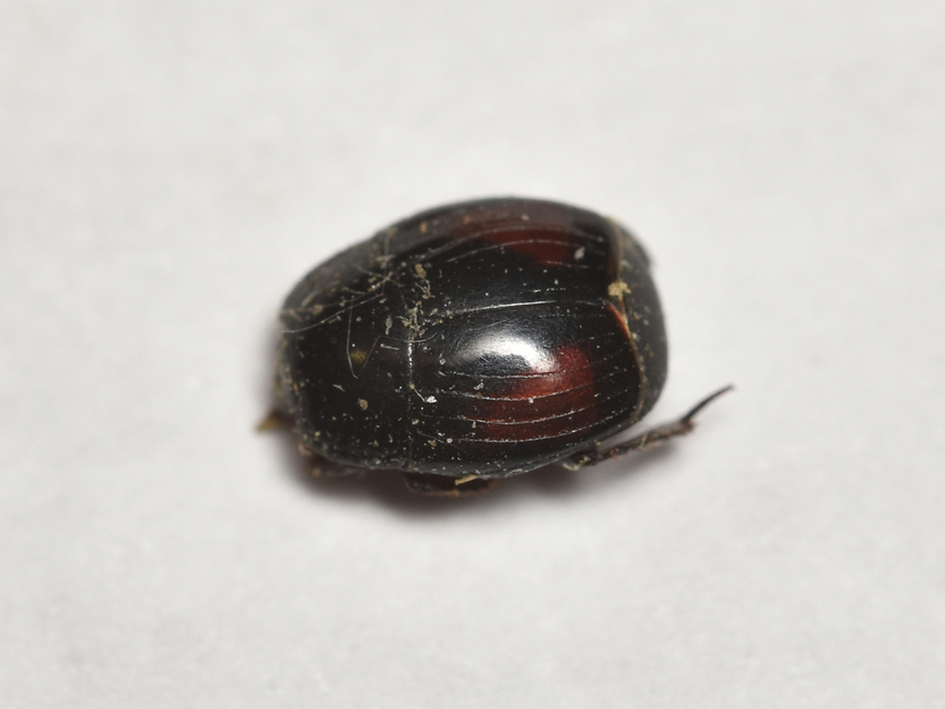 Margarinotus purpurascens - vöröslő sutabogár