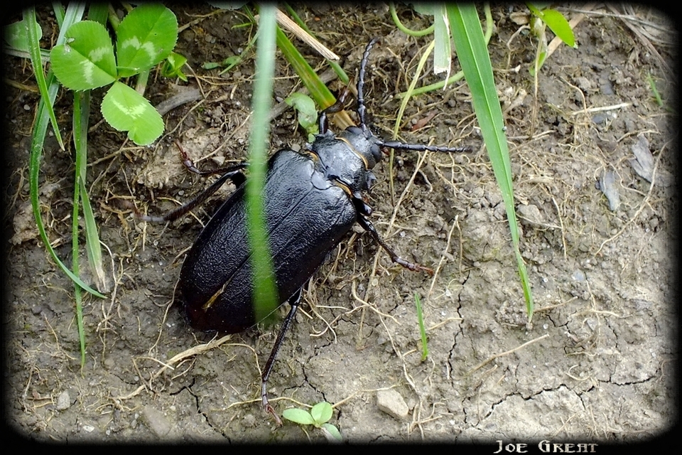 Prionus coriarius - csőszcincér