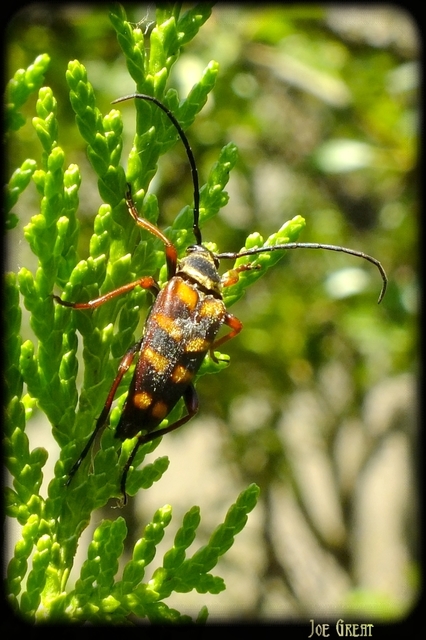 Leptura aurulenta - sárgaszőrű szalagoscincér