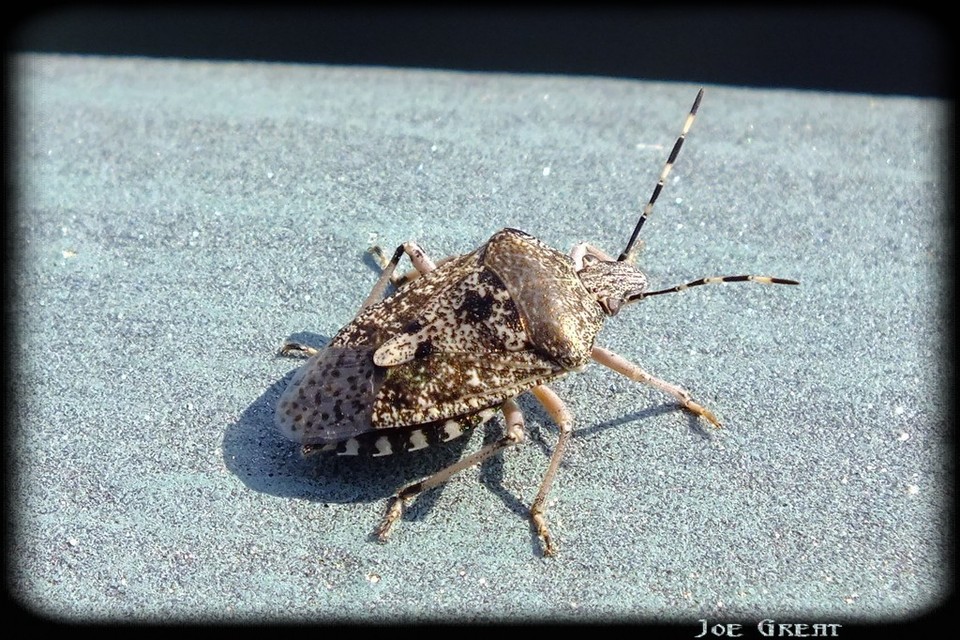 Rhaphigaster nebulosa - bencepoloska