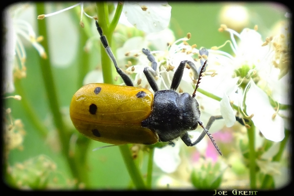 Lachnaia sexpunctata - szőrösnyakú zsákhordóbogár