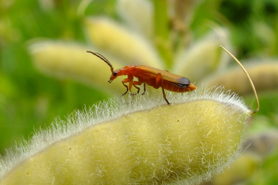 Rhagonycha fulva - feketevégű lágybogár