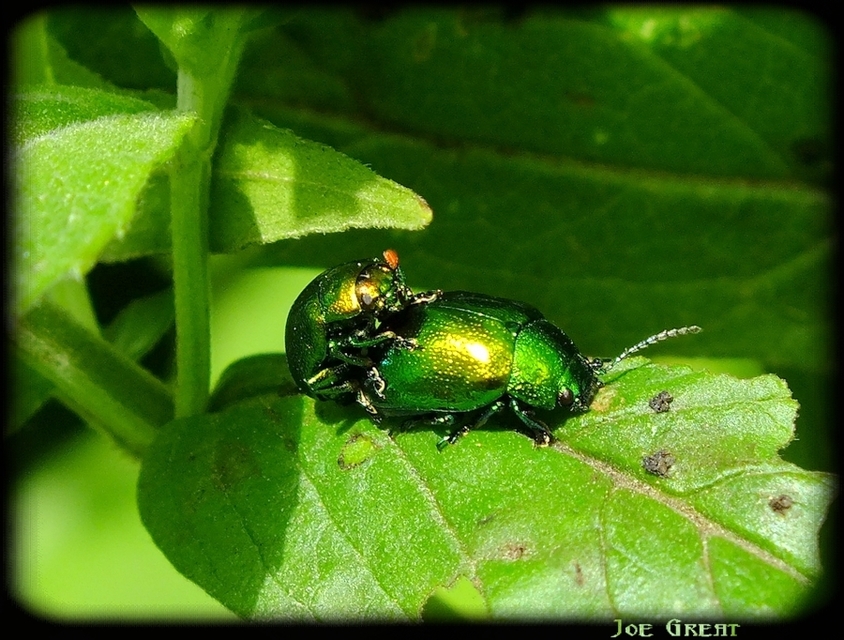 Chrysolina herbacea - zöld mentalevelész
