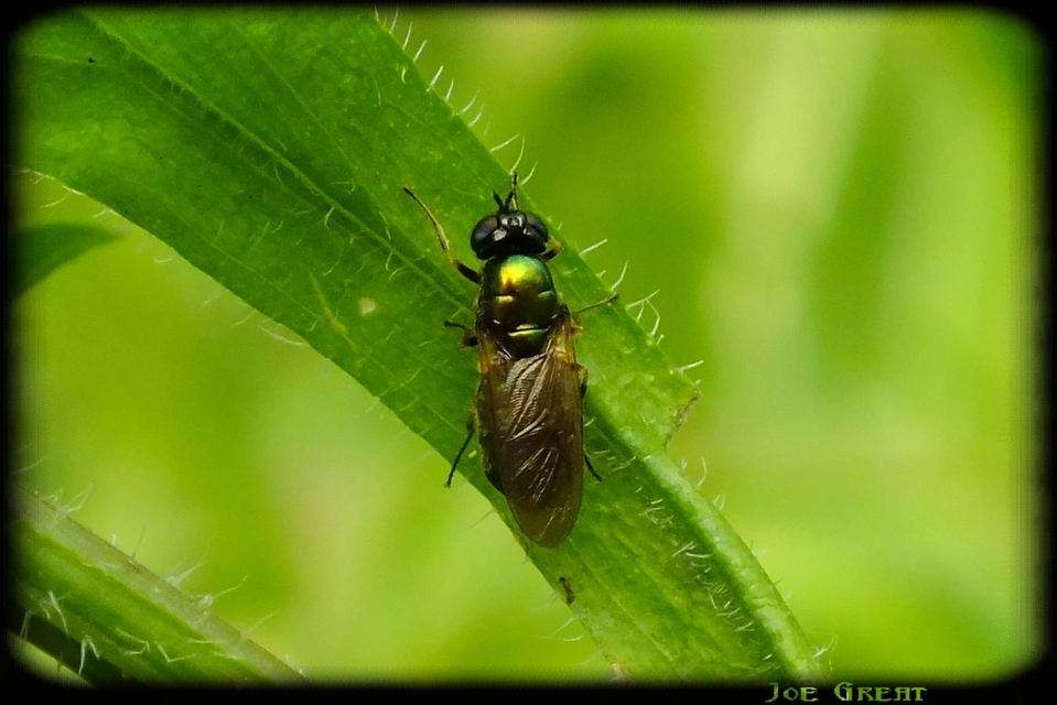 Chloromyia