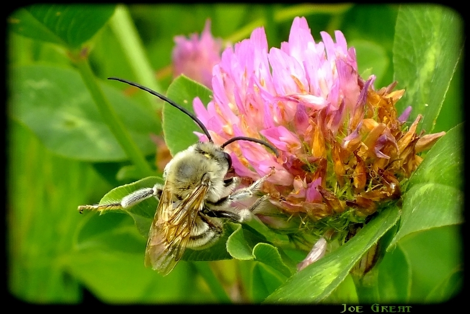 Hymenoptera - Hártyásszárnyúak