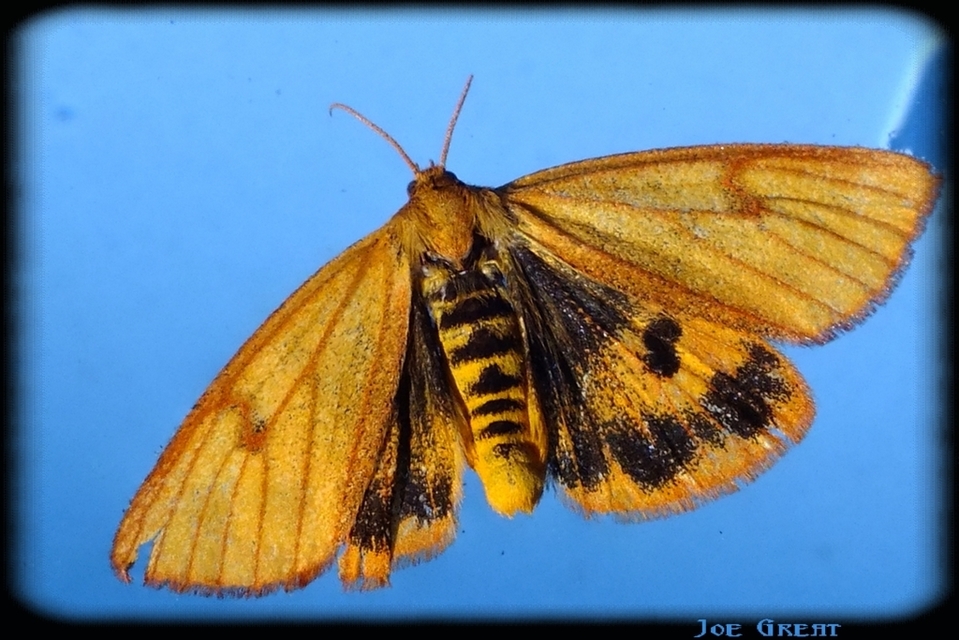 Diacrisia sannio - vörösszélű medvelepke