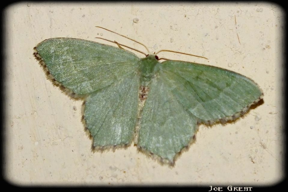 Hemithea aestivaria - nyír-zöldaraszoló