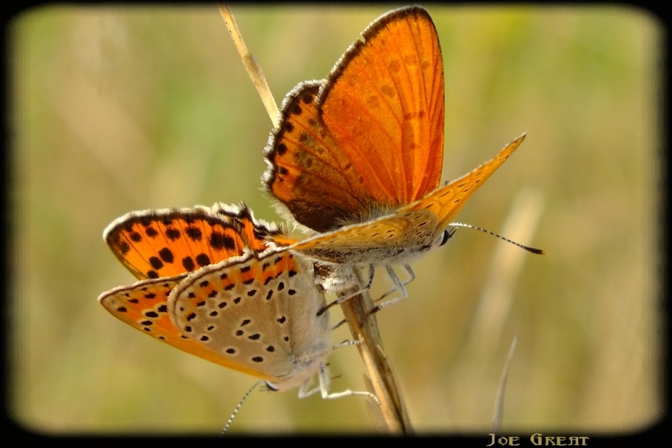 Lycaena thersamon - kis tűzlepke