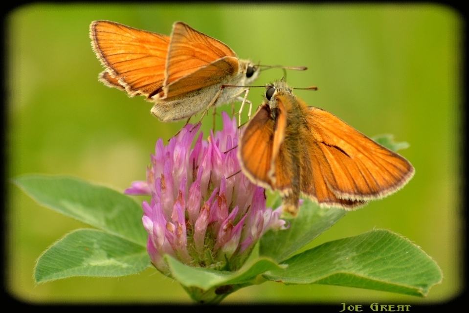 Thymelicus lineola - vonalas busalepke