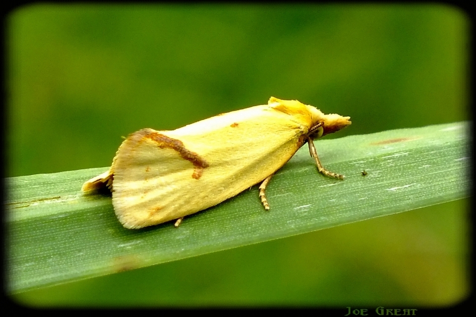 Agapeta hamana - közönséges sárgamoly