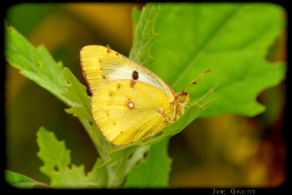 Colias hyale - kéneslepke