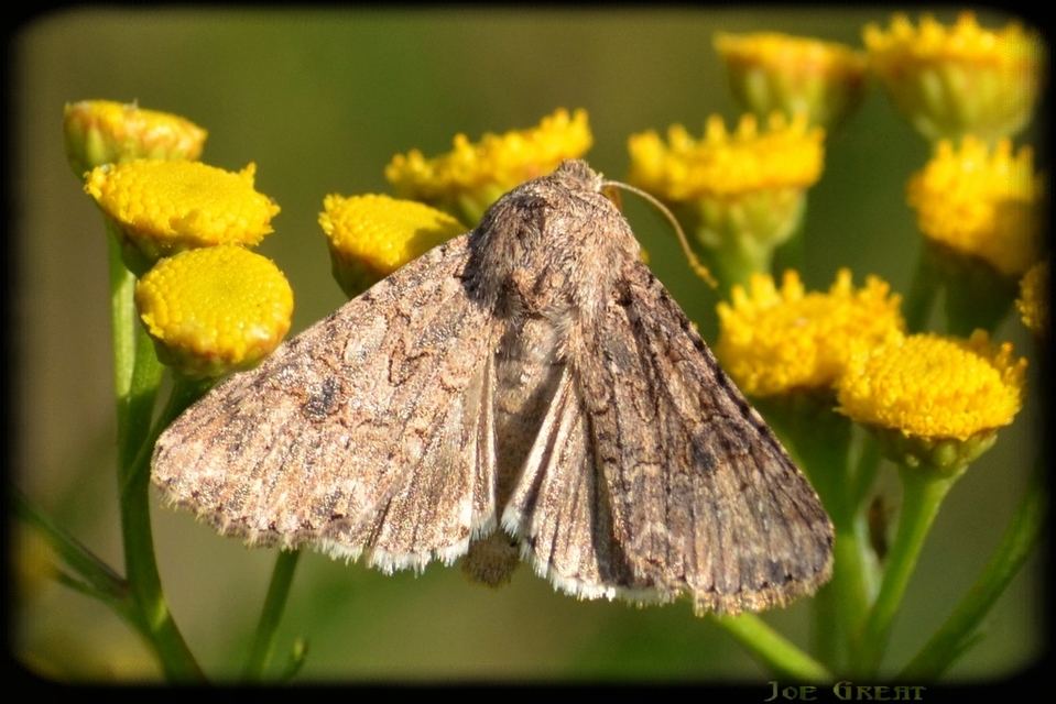 Hadula trifolii - lóherebagoly