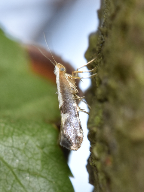 Argyresthia