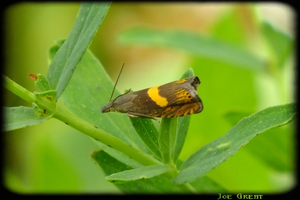 Dichrorampha